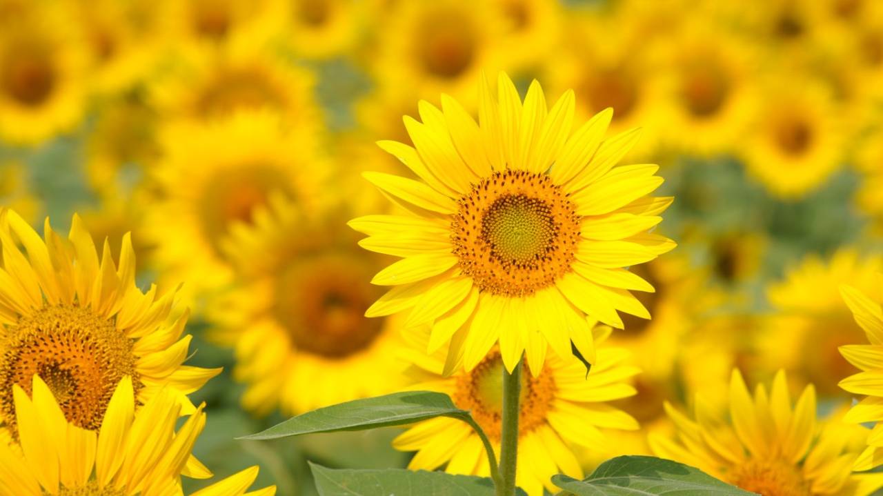 夏季休業のお知らせ